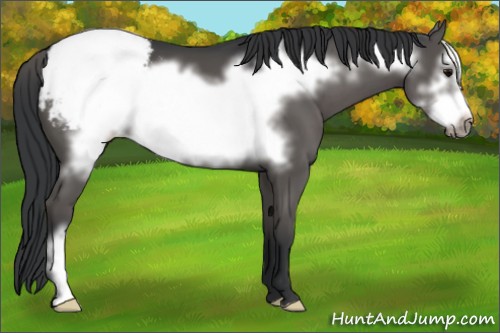 Horse Color:Black Frame Appaloosa 