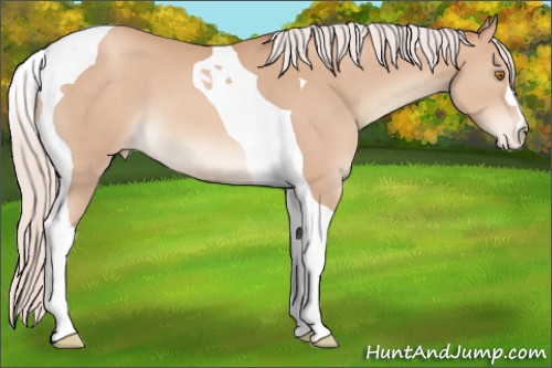 Horse Color:Silver Classic Champagne Tobiano Appaloosa 