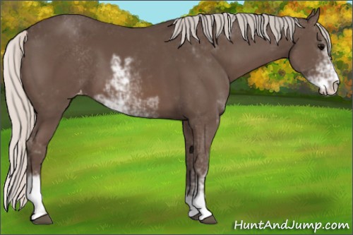 Horse Color:Silver Black Sabino Appaloosa 