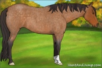 Horse Color:Buckskin Roan 