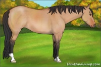 Horse Color:Bay Dun