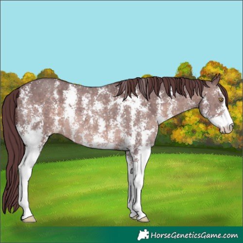 Horse Color:Platinum Chocolate Brown Sabino 