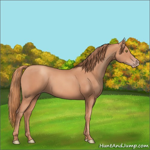 Horse Color:Gold Champagne 