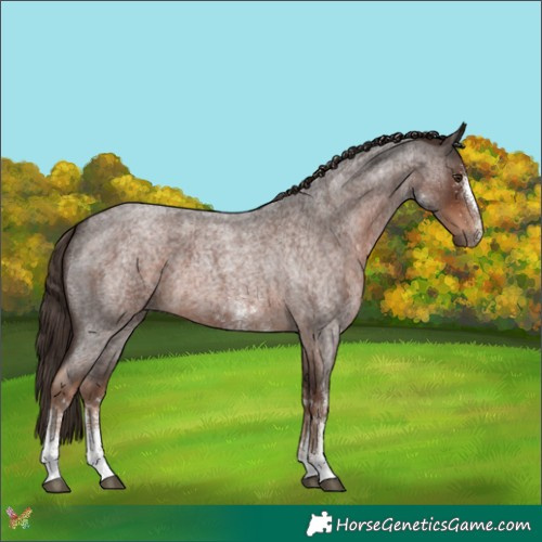 Horse Color:White Spotted Liver Red Roan 