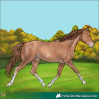 Horse Color:Gold Champagne Sabino