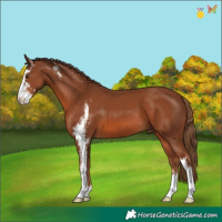 Horse Color:Chestnut Sabino