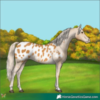 Horse Color:Palomino Appaloosa 