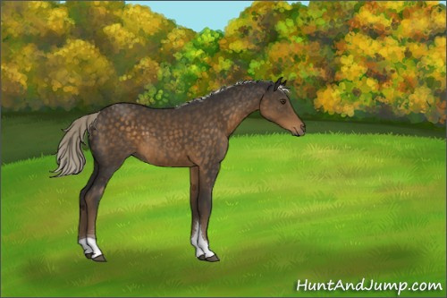 Horse Color:Chocolate Palomino Tobiano Rabicano 