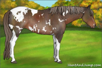 Horse Color:White Spotted Liver Chestnut Tobiano Rabicano 