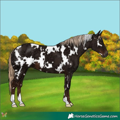 Horse Color:White Spotted Liver Chestnut Ice 
