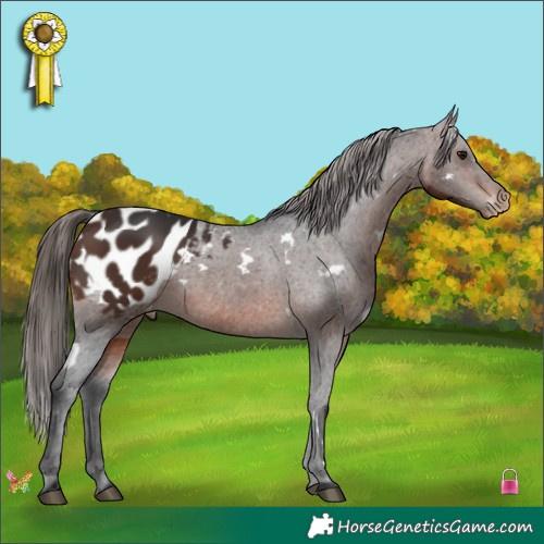 Horse Color:White Spotted Brown Appaloosa 