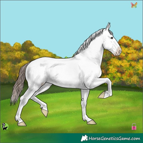 Horse Color:Grullo Roan Splash Blanket 