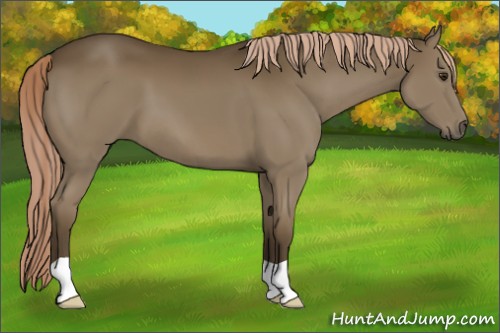 Horse Color:Chocolate Palomino 