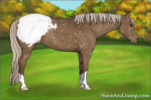 Horse Color:Chocolate Palomino Snowcap 