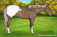 Horse Color:Chocolate Palomino Snowcap 