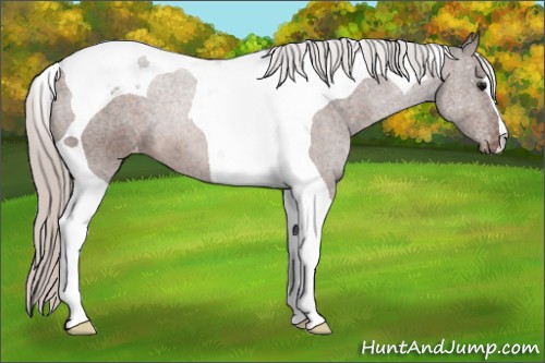 Horse Color:Silver Brown Tobiano Appaloosa 