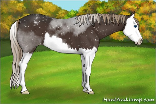 Horse Color:Liver Chestnut Splash Appaloosa 