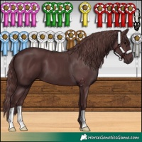 Horse Color:Chocolate Black