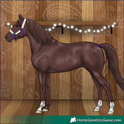 Horse Color:Chocolate Black 