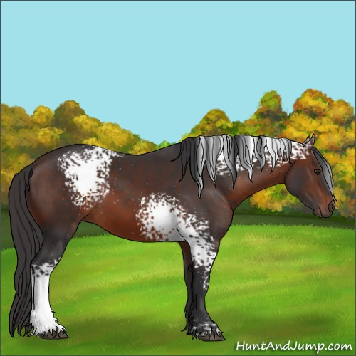 Horse Color:White Spotted Brown