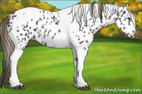 Horse Color:Smoky Black Tobiano Appaloosa Rabicano 