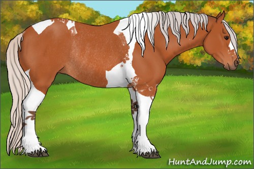 Horse Color:Silver Bay Tobiano Rabicano 