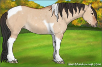 Horse Color:Bay Dun Tobiano Rabicano 