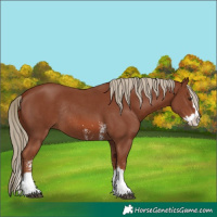 Horse Color:Chestnut Sabino Splash Rabicano