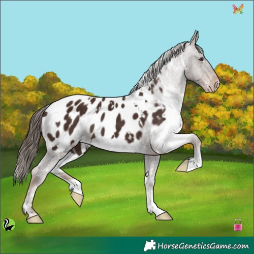 Horse Color:White Spotted Liver Chestnut Appaloosa 