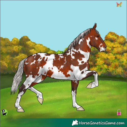 Horse Color:White Spotted Silver Brown 
