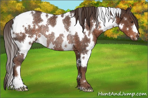 Horse Color:White Spotted Liver Chestnut Rabicano 