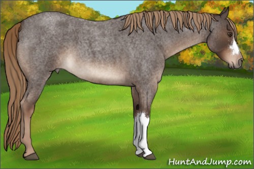 Horse Color:Liver Red Roan 