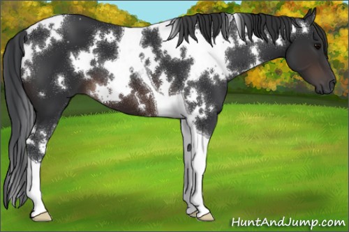 Horse Color:White Spotted Brown Tobiano 