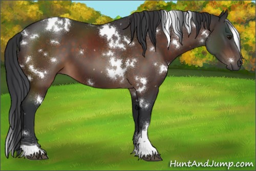 Horse Color:White Spotted Brown 