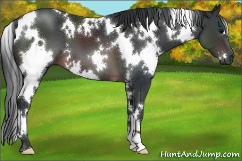 Horse Color:White Spotted Brown 