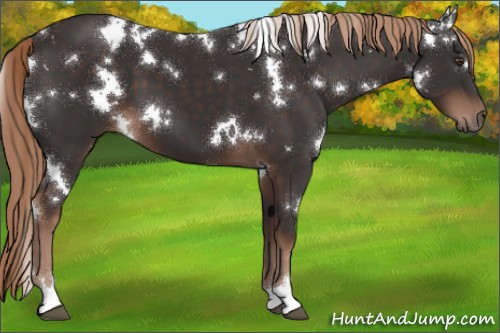 Horse Color:White Spotted Liver Chestnut 