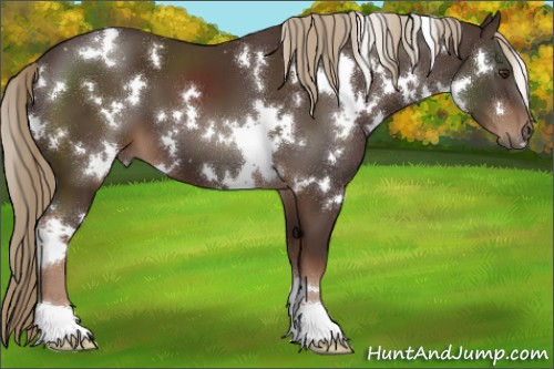 Horse Color:White Spotted Liver Chestnut 