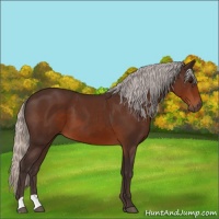 Horse Color:Silver Brown