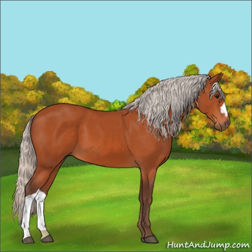 Horse Color:Silver Bay 