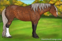 Horse Color:Silver Buckskin 