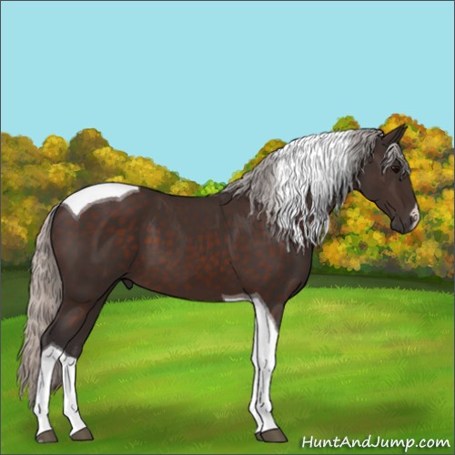Horse Color:Silver Brown Tobiano 