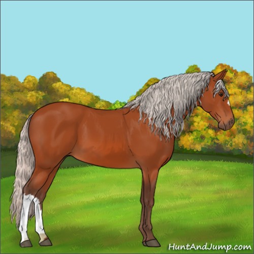Horse Color:Silver Bay 