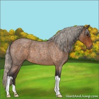 Horse Color:Silver Buckskin Roan 