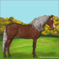 Horse Color:Silver Brown 