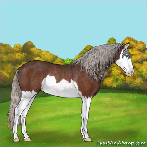 Horse Color:Silver Brown Splash Rabicano 