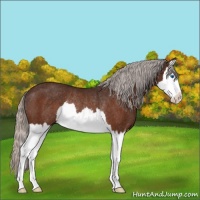 Horse Color:Silver Brown Splash Rabicano 