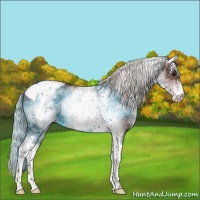 Horse Color:White Spotted Silver Bay Tobiano