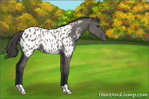 Horse Color:Grullo Appaloosa 