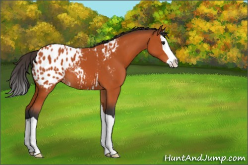 Horse Color:Bay Splash Appaloosa 
