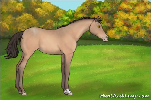 Horse Color:Amber Champagne 